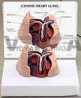 Canine Heart Lung Anatomical Model